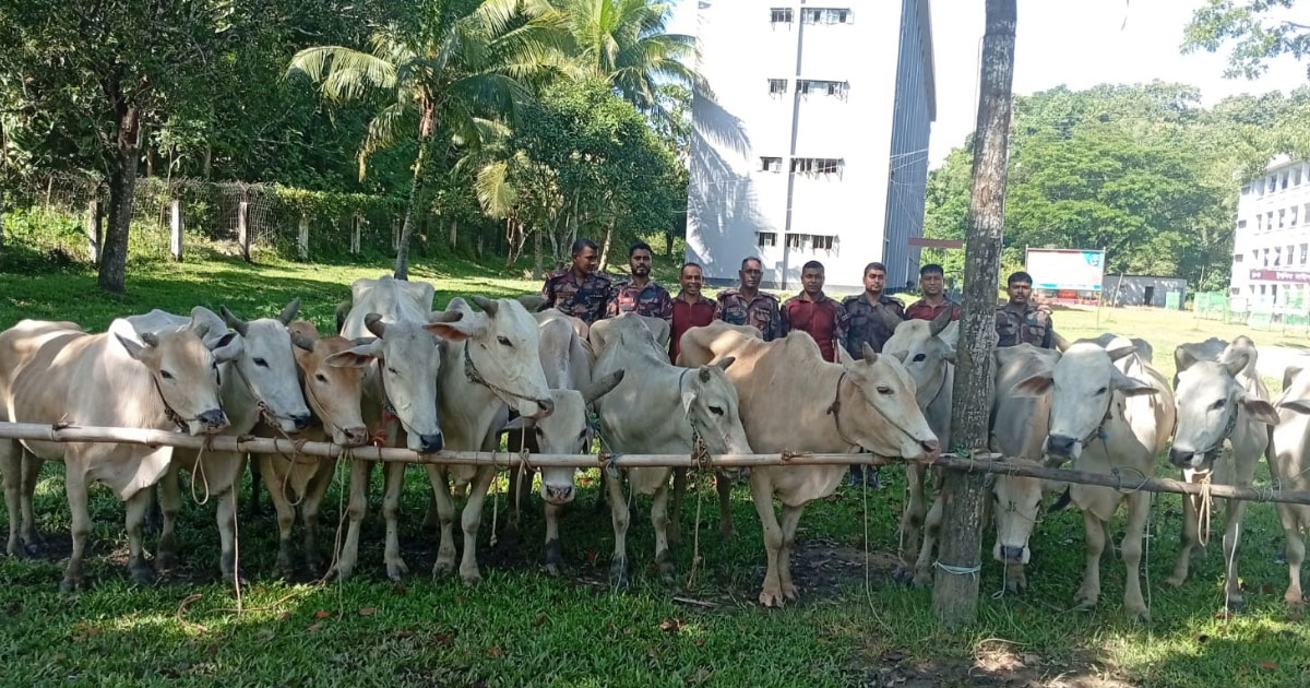 নাইক্ষ্যংছড়িতে বিজিবির অভিযানে ১৫ বার্মিজ গরু আটক