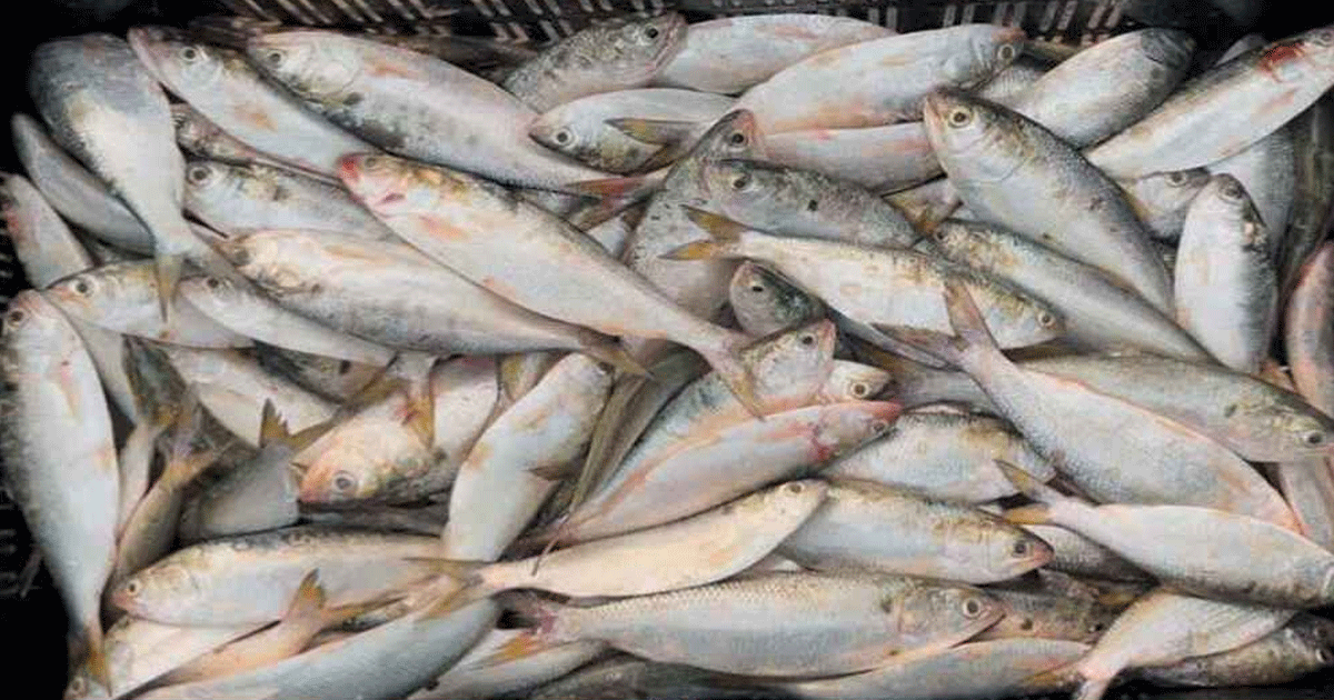 নিষেধাজ্ঞা অমান্য করে মেঘনায় ইলিশ শিকার 