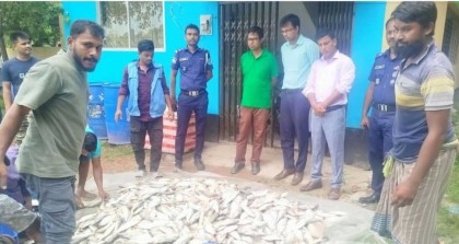 যৌথ বাহিনীর অভিযানে ৪০০ কেজি ইলিশসহ তিন ট্রলার জব্দ  
