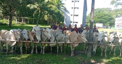 নাইক্ষ্যংছড়িতে বিজিবির অভিযানে ১৫ বার্মিজ গরু আটক