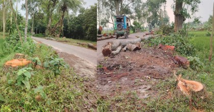 পরিবেশের জন্য ক্ষতিকর উল্লেখ করে রাস্তার গাছ কাটলো বিএনপি নেতারা