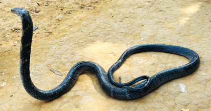 মিরসরাইয়ে আট ফুট লম্বা কিং কোবরা উদ্ধার