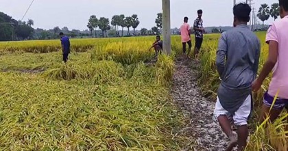 বাঁশখালীতে ধানক্ষেতে পড়ে থাকা যুবকের মরদেহ উদ্ধার