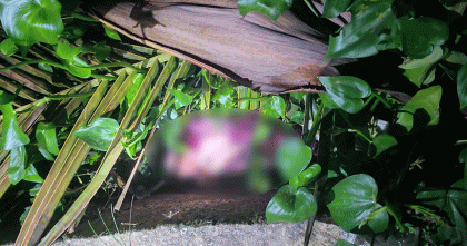 খাগড়াছড়িতে ড্রেন থেকে জীবিত নবজাতক উদ্ধার