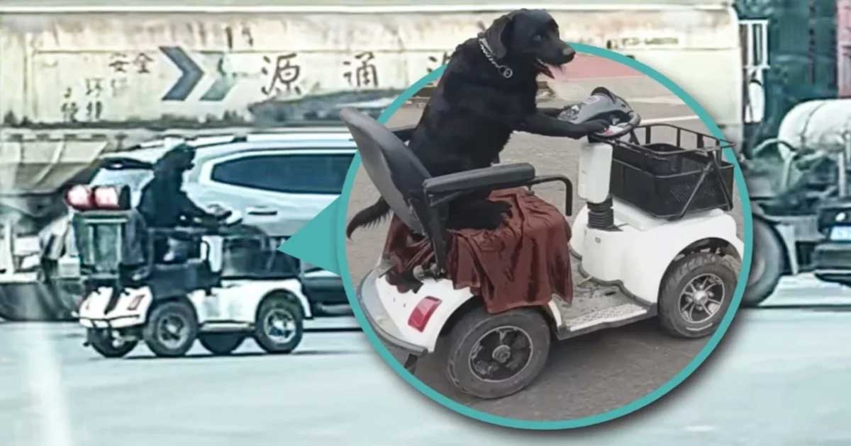 চীনের সড়কে চার চাকার স্কুটার চালাচ্ছে কুকুর, ভিডিও দেখে বিস্মিত মানুষ