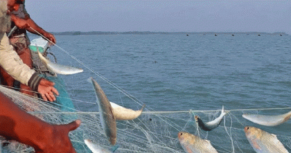 নিষেধাজ্ঞা শেষে ইলিশ শিকারে নেমেছে জেলেরা