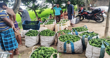জয়পুরহাটে করলা চাষে ভাগ্য বদলেছে কৃষকদের
