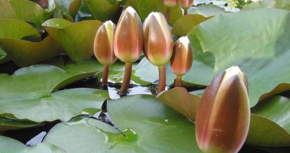ইসির প্রতীক তালিকায় এবার ‘শাপলা কলি’গেজেট প্রকাশ