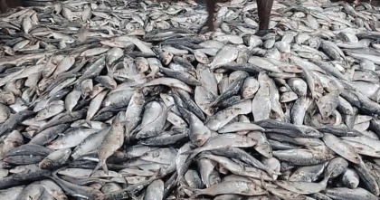 পটুয়াখালীতে মধ্যরাত থেকে শুরু হচ্ছে জাটকা শিকারে নিষেধাজ্ঞা