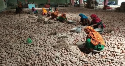 দাম কমে যাওয়ায় লোকসানে জয়পুরহাটের আলু চাষিরা