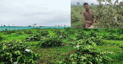 জীবননগরে রাতের আঁধারে কৃষকের ফলদ ৩'শ পেয়ারা গাছ কেটে দি্লো দুর্বৃত্তরা