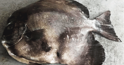 জেলের জালে ধরা পড়েছে বিরল প্রজাতির ’লংফিন ব্যাট ফিশ’