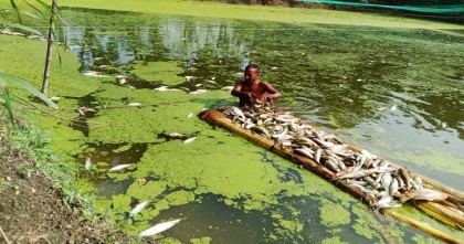 বিষ দিয়ে পুকুরের সব মাছ মেরে ফেলেছে প্রতিপক্ষ