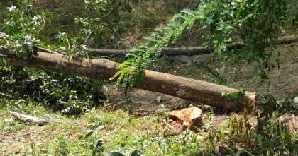 প্রভাব খা‌টি‌য়ে সড়ক বিভাগের জায়গার শতবর্ষী গাছ কাটার অভিযোগ