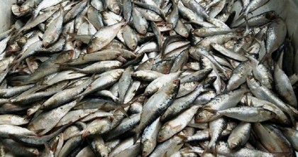  

সড়কের জাটকা অভিযানে ভোগান্তিতে পরিবহন যাত্রীরা, বন্দরে অভিযানের দাবি