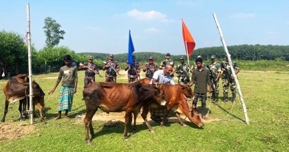 ফেনী সীমান্তে আটক পাঁচ গরু ফেরত দিলো বিএসএফ