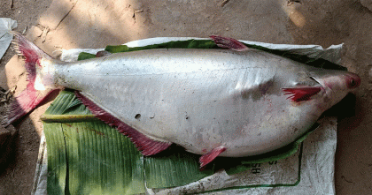 পায়রা নদীতে জেলের জালে ১৮ কেজি ওজনের বিশাল পাঙ্গাস!