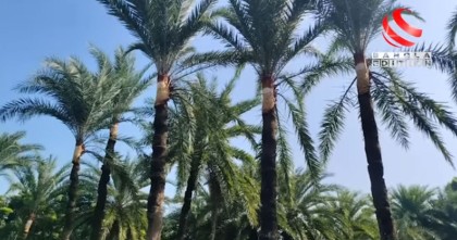 শীতের আগমনে নতুন সাজে খেজুর গাছ