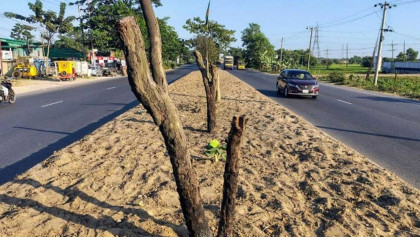 মহাসড়কের বিভাজকের গাছ কাটার ঘটনায় মামলা, গ্রেপ্তার