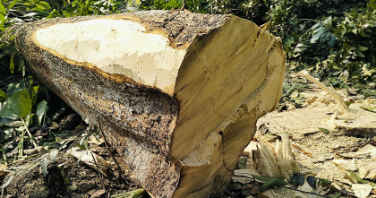 লাখ টাকার সরকারি গাছ দুই হাজারে বিক্রি