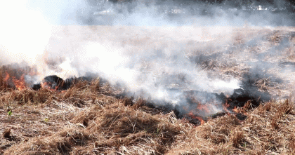 পাবনায় ভাগবাঁটোয়ারা না হওয়ায় বিএডিসির খড় পুড়িয়ে ছাই