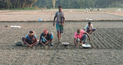 হরিরামপুরে মুড়িকাটা পেঁয়াজ চাষে ব্যস্ত কৃষক