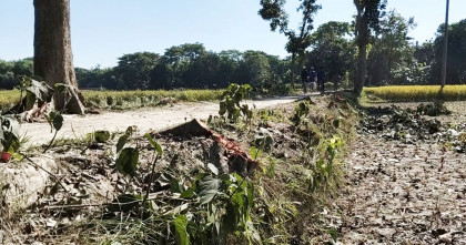 নেত্রকোণায় বিএনপি নেতার নামে এলজিইডি সড়কের ৩১টি গাছ কাটার অভিযোগ