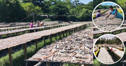 বাঁশখালীর শুঁটকি পল্লীতে ভরা মৌসুম; কর্মব্যস্ত সময় পার করছে সহস্রাধিক শ্রমিক