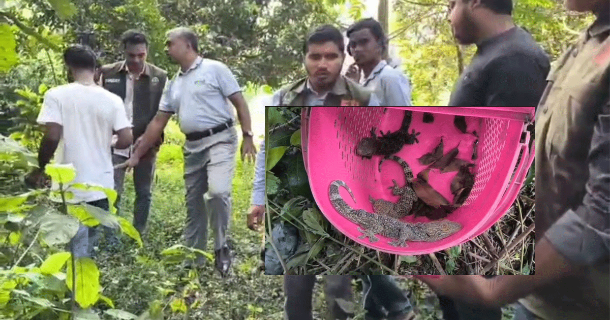 চুয়াডাঙ্গায় র‍্যাবের অভিযানে উদ্ধার তিনটি তক্ষক অবমুক্ত