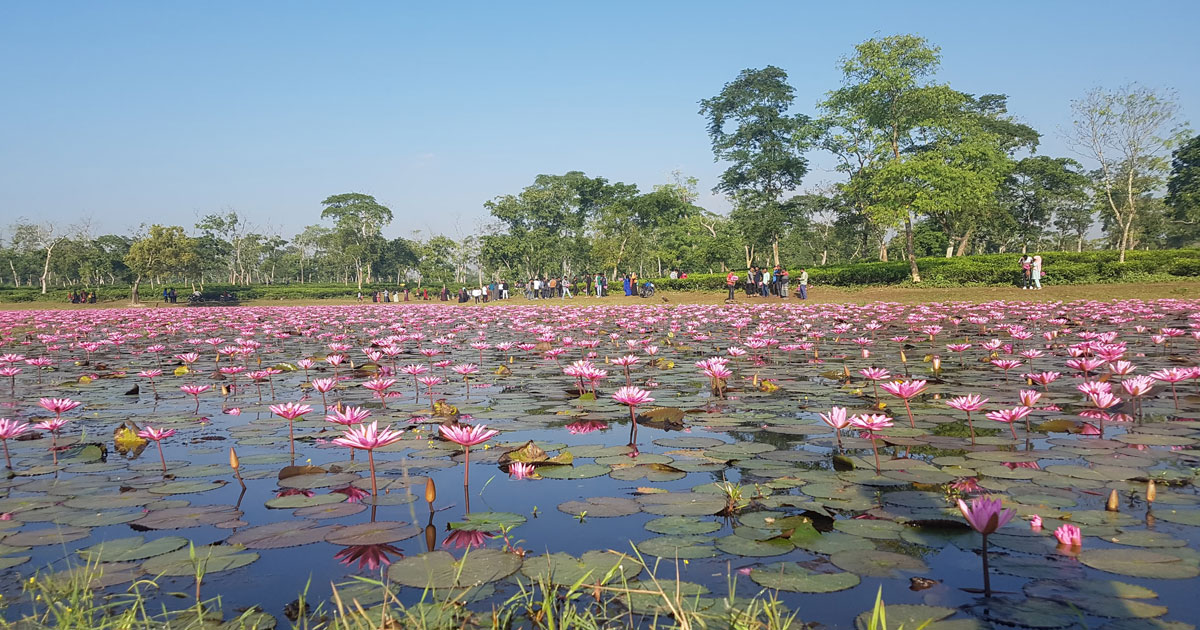 হবিগঞ্জে মুগ্ধতা ছড়াচ্ছে দেউন্দি শাপলা বিল

