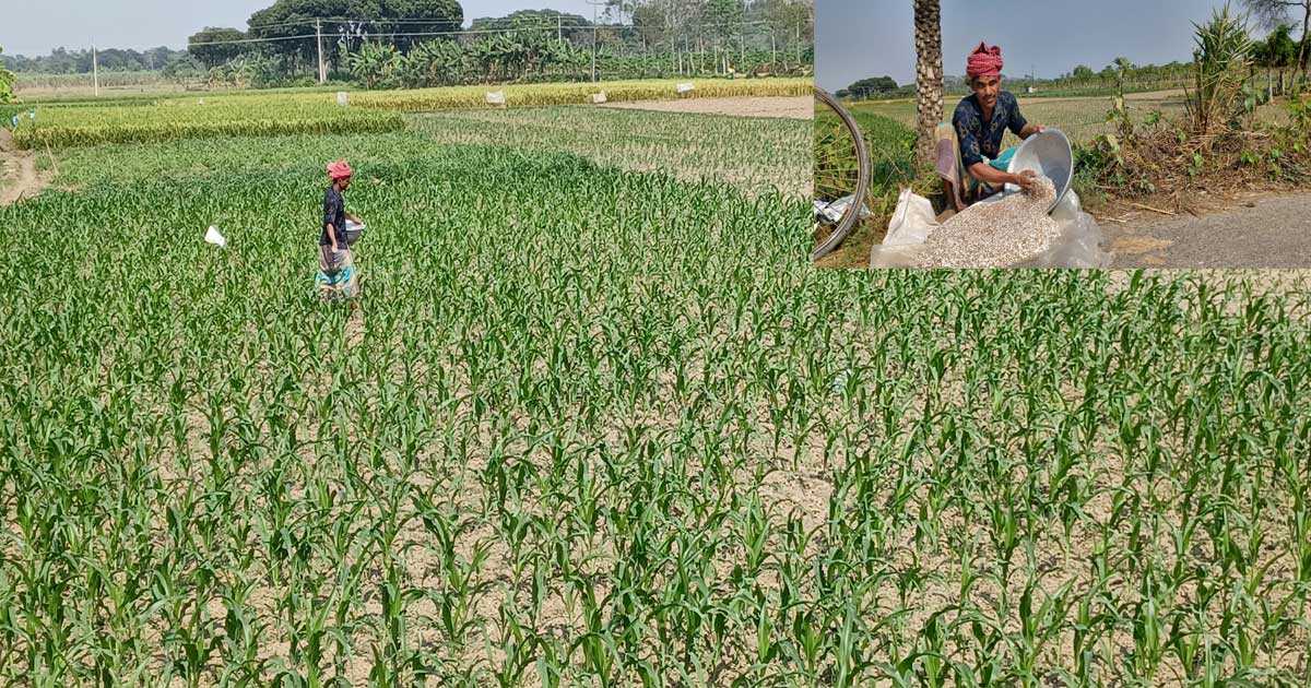 চুয়াডাঙ্গায় সিন্ডিকেট এবং প্রশাসনের পর্যাপ্ত নজরদারীর অভাবে বাড়ছে সার সংকট