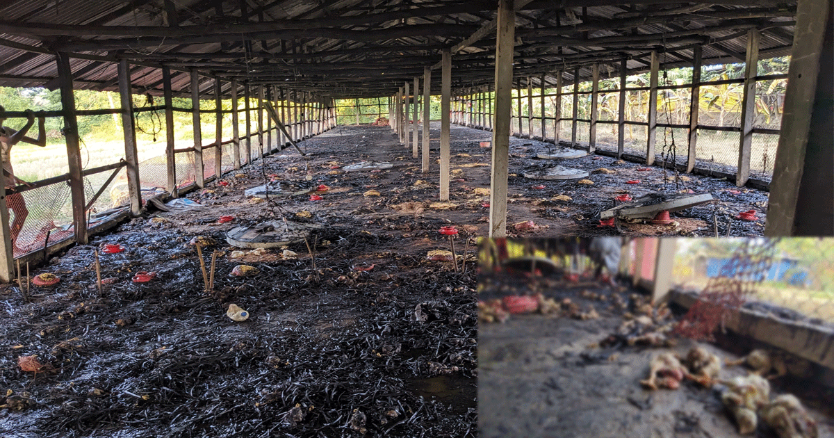 মিরসরাইয়ে আগুন পুড়ে ছাই ২৫'শ মুরগীর বাচ্চা, ২০ লাখ টাকার ক্ষতি
