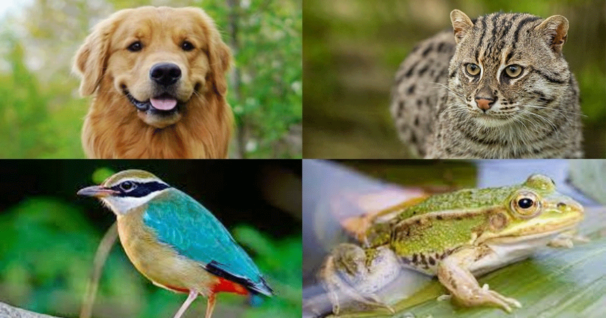 পশু পাখি কি ভূমিকম্পের আগাম বার্তা পায়?