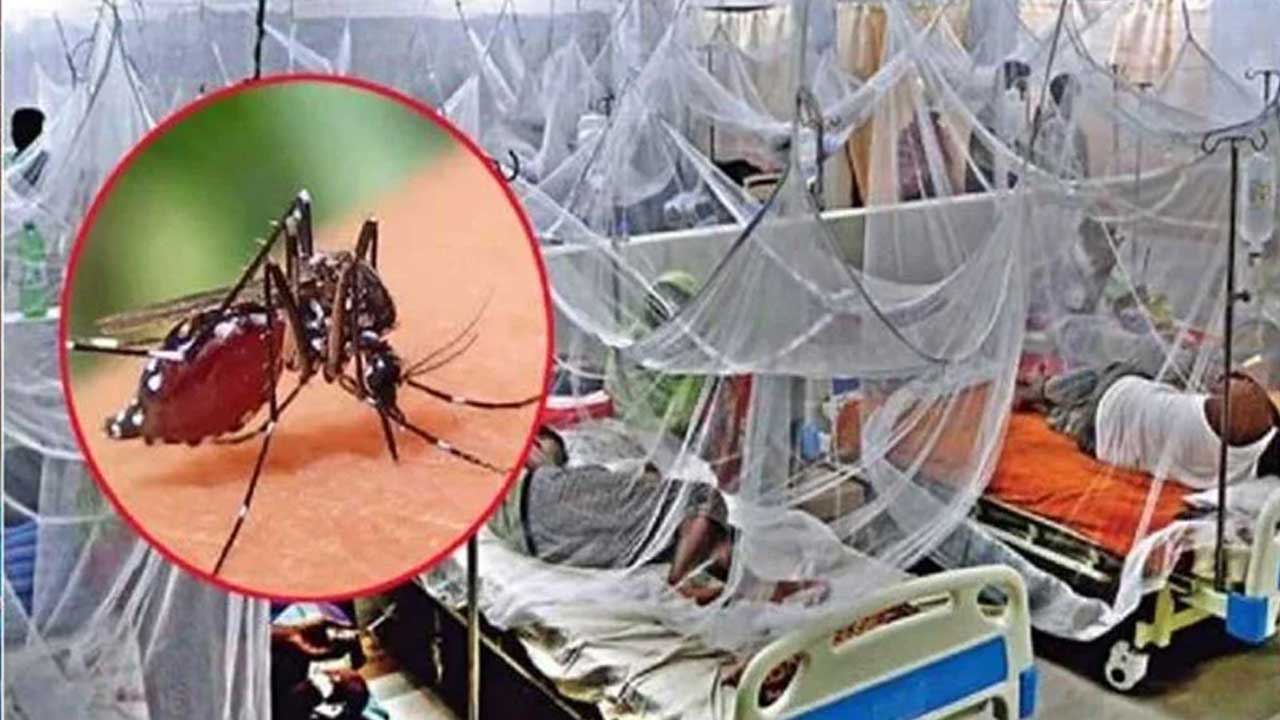 ডেঙ্গুতে আরও ৩ জনের মৃত্যু