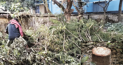 প্রাণিসম্পদ কার্যলয়ের ২১টি দেবদারু গাছ কেটে ফেললেন কর্মকর্তা