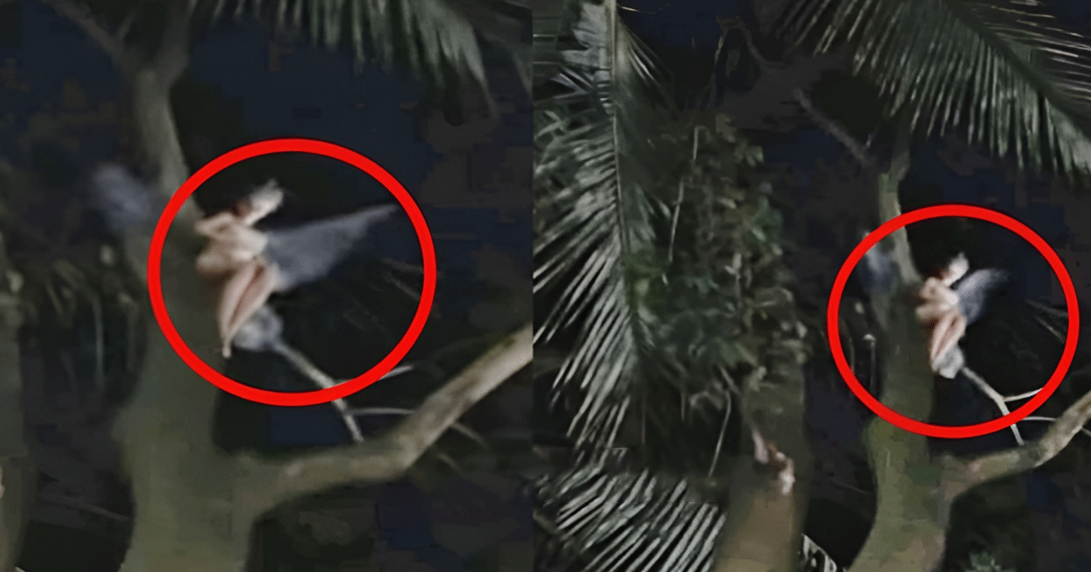 সিরাজগঞ্জ উল্লাপাড়ায় আমগাছে রহস্যময় প্রাণী  