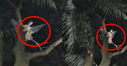 সিরাজগঞ্জ উল্লাপাড়ায় আমগাছে রহস্যময় প্রাণী  