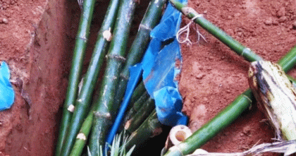 মায়ের মরদেহ কবর থেকে তুলে ঘরে লেপ–কাঁথায় ঢেকে রাখলো ছেলে