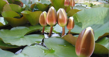 ইসির ওয়েবসাইটে প্রকাশ পেলো এনসিপির শাপলা কলি প্রতীক 