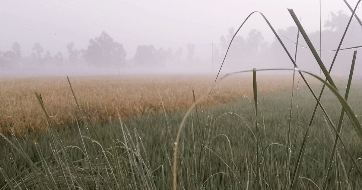 নীলফামারীতে তাপমাত্রা ১৪ ডিগ্রিতে; বাড়ছে শীতের দাপট