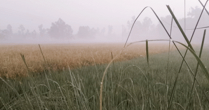 নীলফামারীতে তাপমাত্রা ১৪ ডিগ্রিতে; বাড়ছে শীতের দাপট