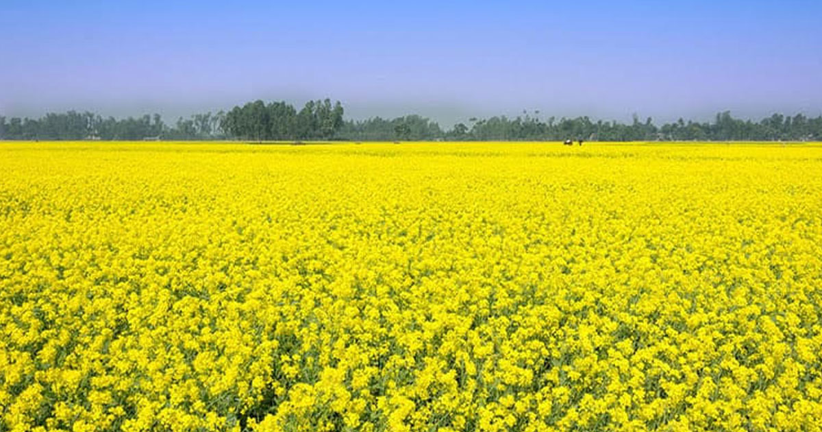 নাসিরনগরে কালের বিবর্তনে হারিয়ে যাচ্ছে গম-সরিষার চাষ