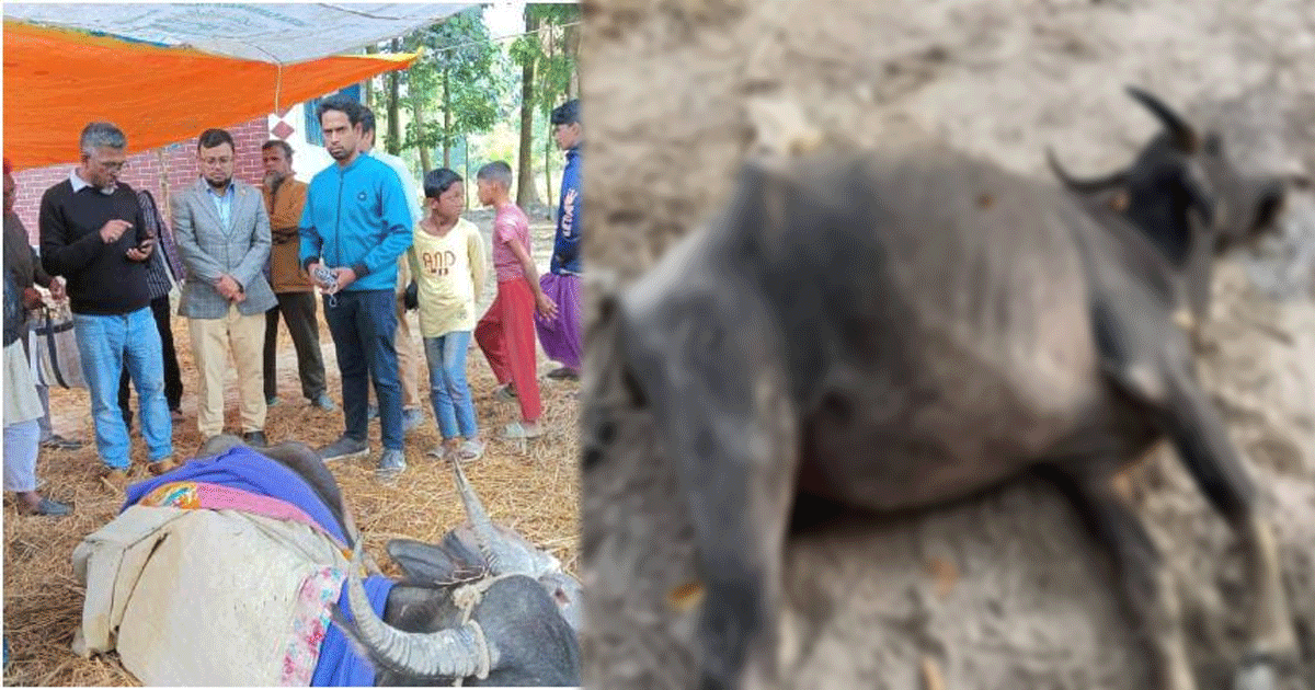 বাউফলে অজ্ঞাত রোগে ছয়টি মহিষের মৃত্যু, গুরুতর অসুস্থ ১০টি