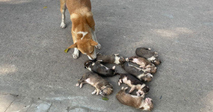 পাবনায় ৮ টি কুকুর ছানা পানিতে ফেলে হত্যার অভিযোগ সরকারি কর্মকর্তার বিরুদ্ধে  