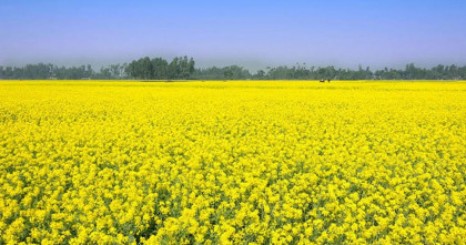 নাসিরনগরে কালের বিবর্তনে হারিয়ে যাচ্ছে গম-সরিষার চাষ
