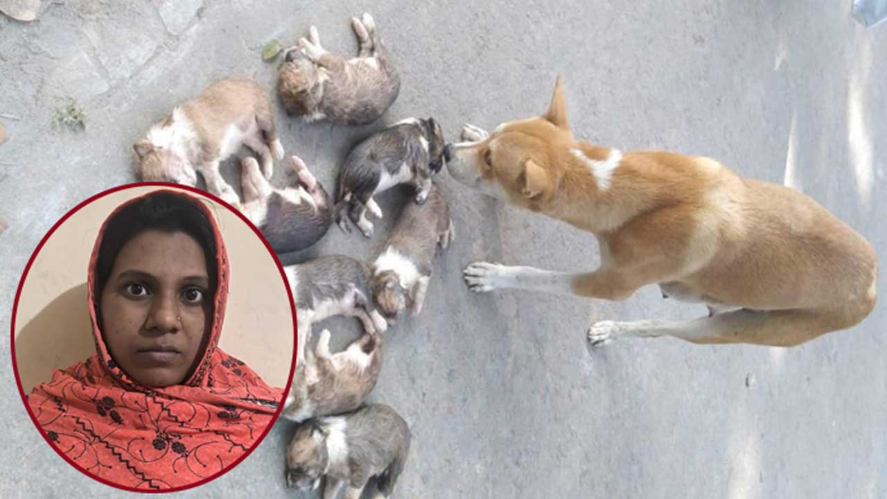 আট কুকুরছানা হত্যা মামলায় সরকারি কর্মকর্তার স্ত্রী গ্রেপ্তার