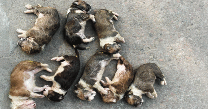 ঈশ্বরদীতে আট কুকুরছানা হত্যাকারী নিশি খাতুন গ্রেপ্তার 