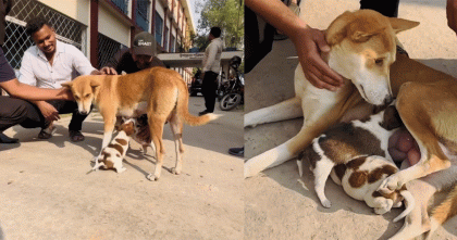 আট সন্তান হারিয়ে দুটি নতুন সন্তান পেলো সেই মা কুকুরটি 