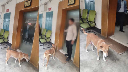 কুকুরছানা হত্যার অভিযোগে সরকারি বাসভবন ছাড়লেন সেই কর্মকর্তা, প্রক্রিয়াধীন মামলা 