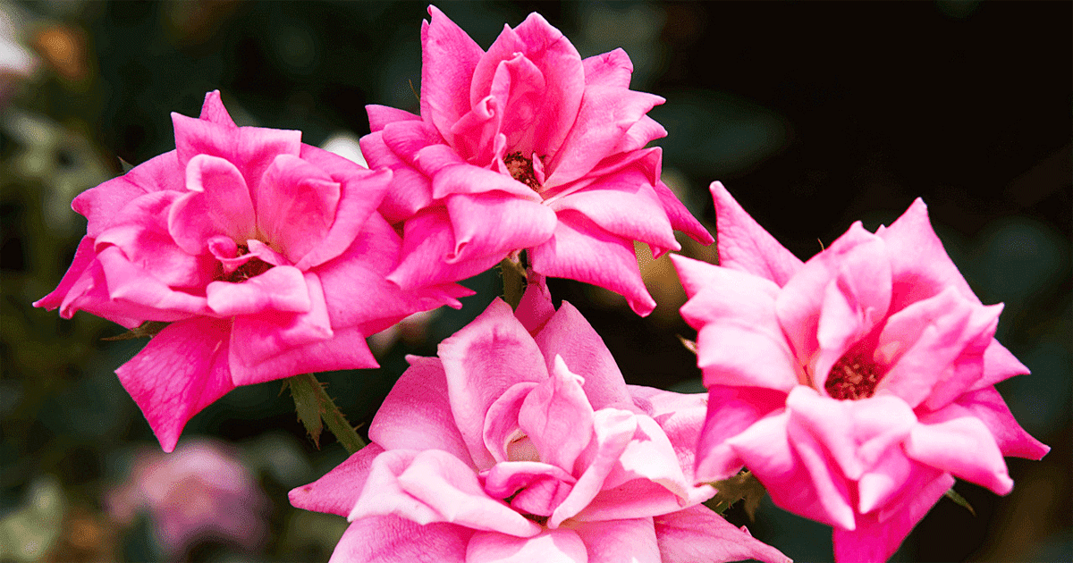 খাদিজা (রা.) যে ৪ গুণ নারীদের জন্য অনুসরণীয়